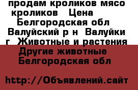 продам кроликов,мясо кроликов › Цена ­ 350 - Белгородская обл., Валуйский р-н, Валуйки г. Животные и растения » Другие животные   . Белгородская обл.